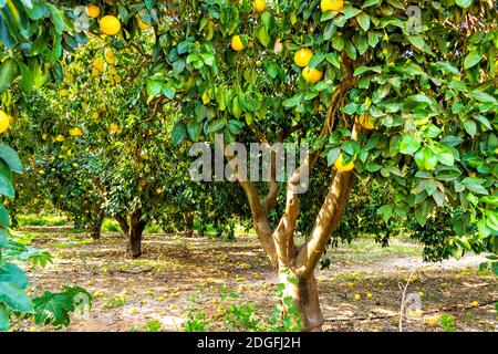 Ein Obstgarten mit Grapefruitbäumen mit reifen Früchten auf den Zweigen. Israel Stockfoto