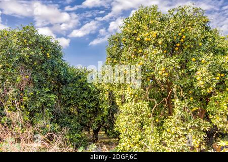 Ein Obstgarten mit Grapefruitbäumen mit reifen Früchten auf den Zweigen. Israel Stockfoto