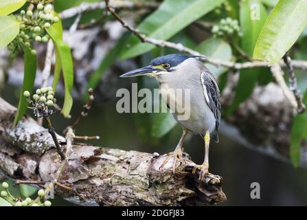 Mangrove Heron (Butorides striata, Butorides striatus), Mauritius, Indischer Ozean, Afrika Stockfoto