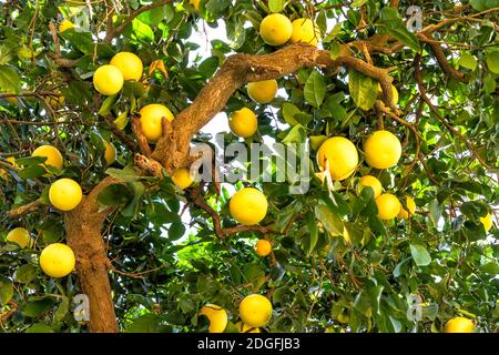 Zweige von Grapefruitbäumen mit reifen Früchten aus der Nähe Stockfoto