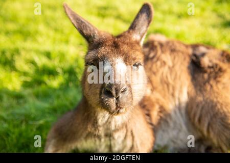 Kostenlose Kängurus auf Kangaroo Island an einem sonnigen Morgen Stockfoto