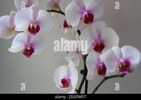 Motte Orchideenzweig in Blüte mit lila weißen Blüten Stockfoto