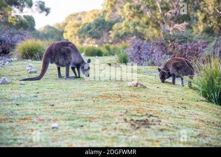 Kostenlose Kängurus auf Kangaroo Island an einem sonnigen Morgen Stockfoto