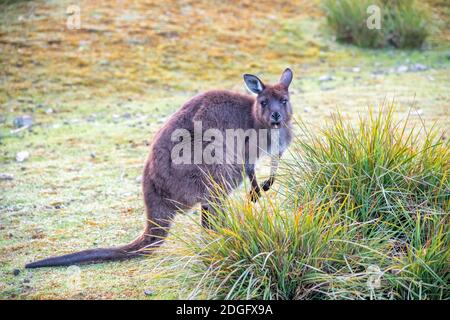 Kostenlose Kängurus auf Kangaroo Island an einem sonnigen Morgen Stockfoto