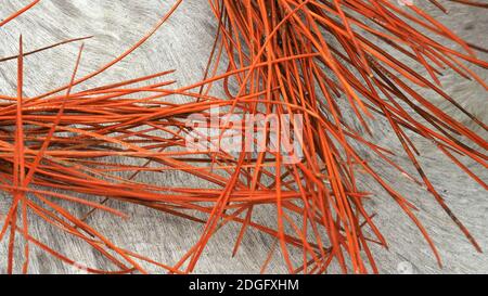 Orangefarbene Sedge-Blätter der Sanddünenpflanze Pingao (Ficinia spiralis) auf Treibholz am Te Horo Beach, NZ Stockfoto