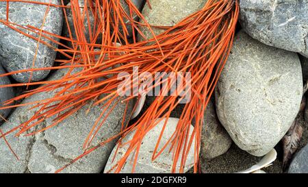 Orangefarbene Sedge-Blätter der Sanddünenpflanze Pingao (Ficinia spiralis) auf Strandsteinen am Te Horo Beach, NZ Stockfoto