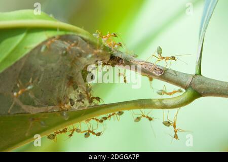 Grüne Baumameisen (Oecophylla smaragdina) bewachen ihr Nest auf einem Baumzweig. Dezember 2020. Daintree National Park, Queensland, Australien. Stockfoto