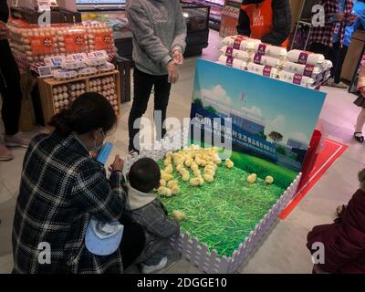 Ein Supermarkt führt eine seltsame Förderung durch, solange Kunden eine Kiste Eier kaufen, können sie zwei freie Hühner bekommen, was viele Kinder anzieht Stockfoto