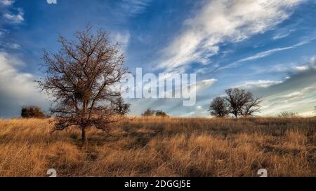 Die Sonne geht über einer blauen Eichensavanne in Kalifornien auf Stockfoto