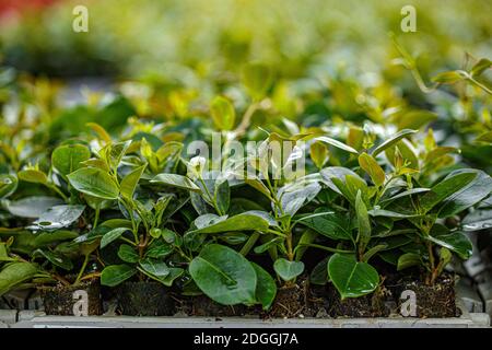 Pflanze im grünen Haus. Blumen Anbau in einem grünen Haus. Stockfoto