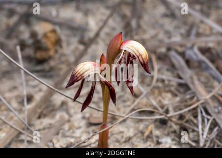 Der Schnabel Orchid Pyrorchis nigrans im Cape Le Grand Nationalpark in der Nähe von Esperance, Westaustralien, Blick von vorne Stockfoto