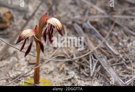 Der Schnabel Orchid Pyrorchis nigrans im Cape Le Grand Nationalpark in der Nähe von Esperance, Westaustralien, Blick von vorne Stockfoto