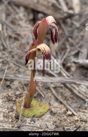 Der Schnabel Orchid Pyrorchis nigrans im Cape Le Grand Nationalpark in der Nähe von Esperance, Westaustralien, Blick von vorne Stockfoto