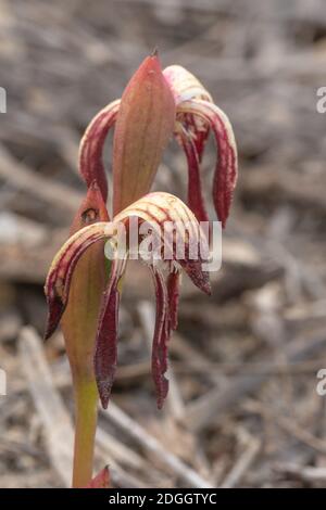 Der Schnabel Orchid Pyrorchis nigrans im Cape Le Grand Nationalpark in der Nähe von Esperance, Westaustralien, Blick von vorne Stockfoto