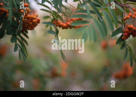 Naturalistischer Blick auf blasse rote Beeren von Bergasche Ein wolkiger Herbsttag Stockfoto