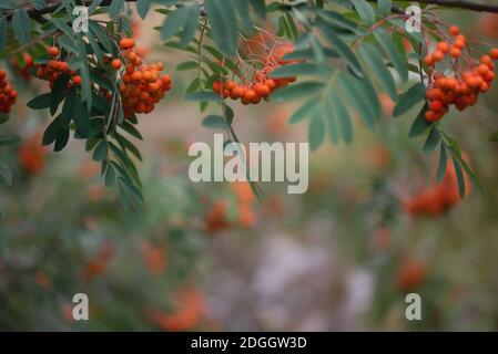 Naturalistischer Blick auf blasse rote Beeren von Bergasche Ein wolkiger Herbsttag Stockfoto