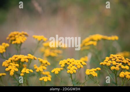 Tansy oder Tanacetum Vulgare krautige Blütenpflanze der Aster Familie Stockfoto