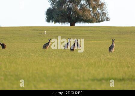 Grasende Kängurus östlich von Esperance in Westaustralien Stockfoto