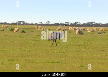 Emu in der Nähe von Esperance in Westaustralien Stockfoto