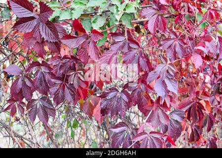 Intensive Farben der wilden Traubenblätter im Herbst Stockfoto