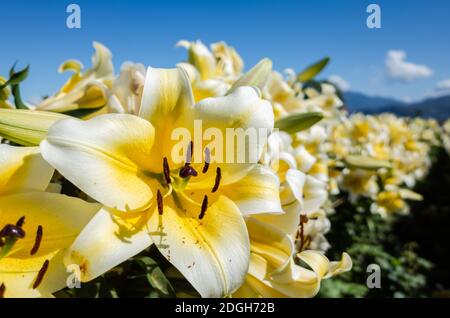 Gelbe Schönheit Lilie Blumen Stockfoto