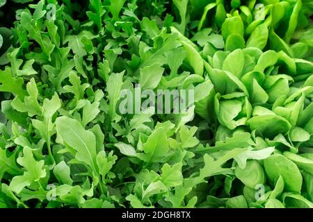 Im Garten die jungen Pflanzen wachsen Kopfsalat. Stockfoto