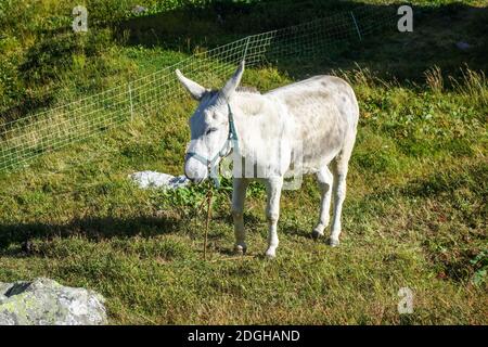 Esel auf einem Feld, Pralognan la Vanoise, Französische alpen Stockfoto