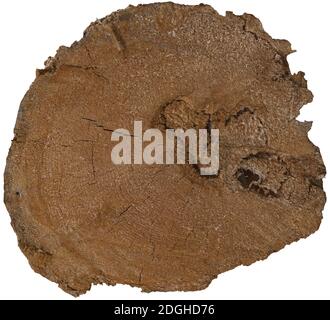 Gesägter Stamm mit Holztextur auf weißem Grund. Stockfoto