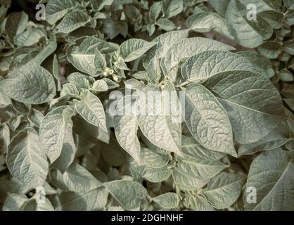 Garten mit jungen blühenden Kartoffelpflanzen in der Nähe. Stockfoto