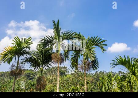 Landschaft von Betelnussbaum unter dem Himmel Stockfoto