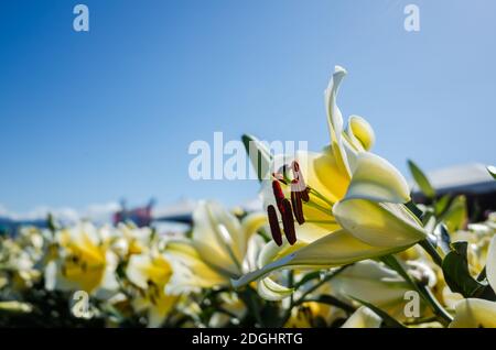 Gelbe Schönheit Lilie Blumen Stockfoto