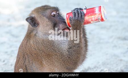 Monkey Drinks aus einer Dose an einem schönen Strand. Viele Weltinseln sind wegen der Müllverschmutzung in Gefahr Stockfoto