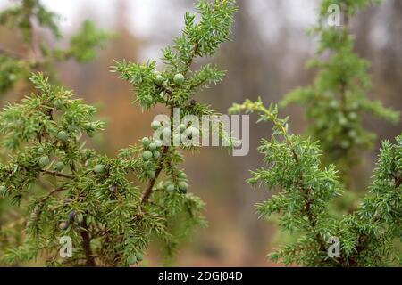 Grünen Wacholderbüschen im Norden Finnland Wald Stockfoto