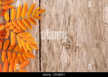 Grünen Wacholderbüschen im Norden Finnland Wald Stockfoto
