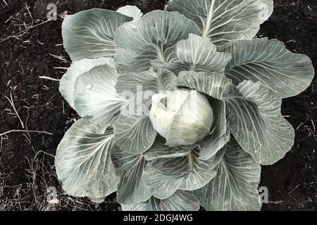 Im Garten wächst ein Kohlkopf Stockfoto