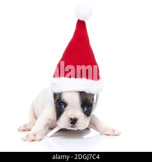 Weiß und fawn französisch Bulldogge Hund trägt weihnachtsmann Hut gegen Weißer Hintergrund Stockfoto