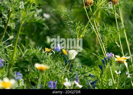 Ein Schmetterling auf einem Löwenzahn in einem Blumenfeld. Hintergrundkonzept. Stockfoto
