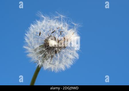 Löwenzahn mit Samen, die im Wind über einen wehen Blauer Himmel Stockfoto