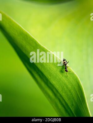 Nahaufnahme einer Ameise, die den Dreiecksrand hinunterklettert Von einer grünen Lilie Blatt Stockfoto