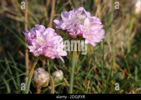 Seethrft ( Ameria maritima ) Wildblume in Blume, Großbritannien Stockfoto