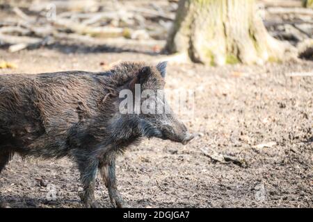 Schlammige Wildschweine in einem Park auf die Natur. Stockfoto