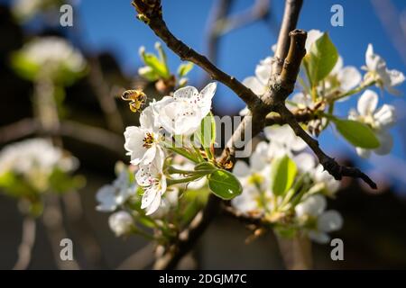 Bienen bestäuben weißen Apfel Blüten an einem sonnigen Tag Stockfoto