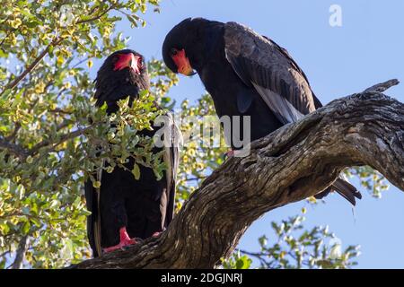 Paar Erwachsene Bateleur Adler (Terathopius ecaudatus) Zusammen in einem Baum im Krüger National Park South Afrika Stockfoto