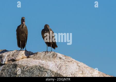 Ein Paar Hamerkop (Scopus umbretta) Vögel stehen zusammen und haben einen Streit auf einem Felsen im Kruger National Park, Südafrika Stockfoto