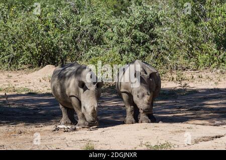 Ein junges, gefährdetes Nashorn (Ceratotherium simum simum), das im Kruger Nationalpark, Südafrika, zusammensteht Stockfoto