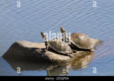 Ein Paar gezackter Klappterrapin (Pelusios sinuatus), die sich in der Sonne auf einem Felsen sonnen, zusammen im Krüger National Park, Südafrika mit Kopierraum Stockfoto