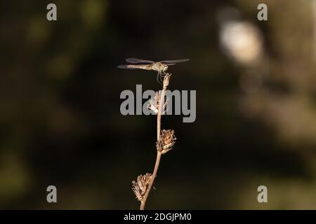 Libelle Insekt steht noch auf Zweig im Sommer Umwelt Naturfeld Hintergrund. Stockfoto