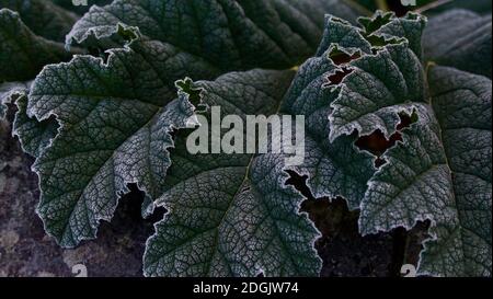 Am frühen Morgen frostiges Laub mit üppigen Gunnera Manikata Blättern Stockfoto