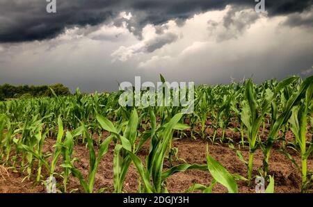 Über Maisfeldern drohen dunkle Sturmhimmel. Stockfoto