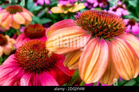 Ein lebendiger wachsender Fleck von Echinacea Purpurea oder Purple Coneflower. Stockfoto